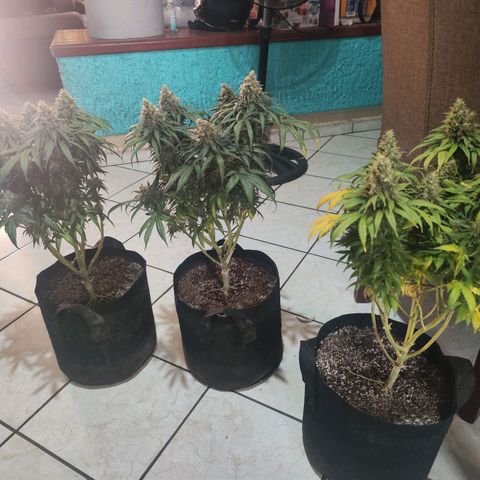 Super Skunk growlog timeline photo