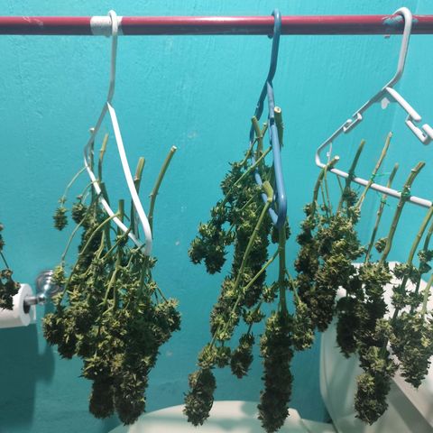 Super Skunk growlog timeline photo