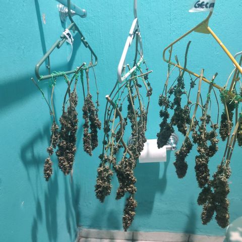 Gelato Kush growlog timeline photo