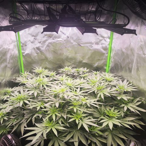 Black Domina growlog timeline photo