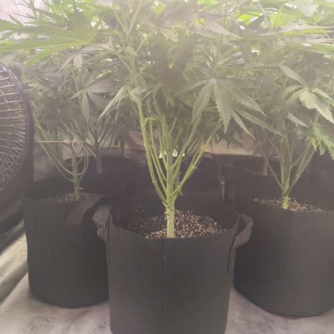 Black Domina growlog timeline photo