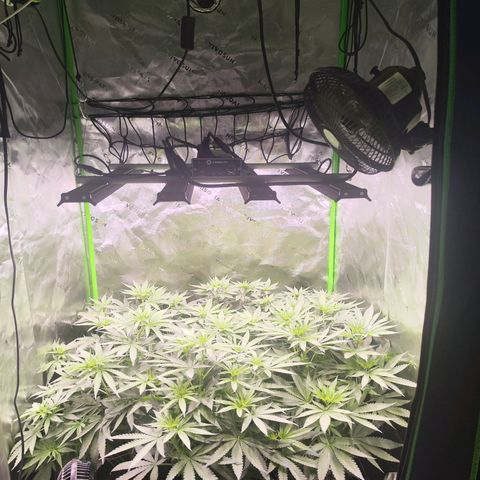 Black Domina growlog timeline photo