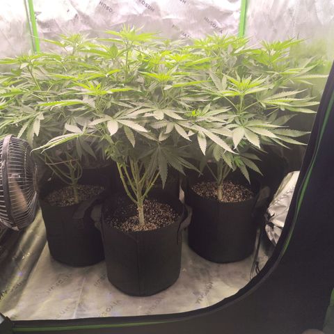 Black Domina growlog timeline photo