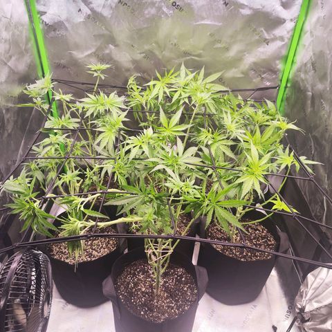 Black Domina growlog timeline photo