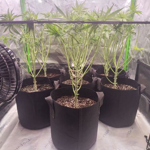 Black Domina growlog timeline photo