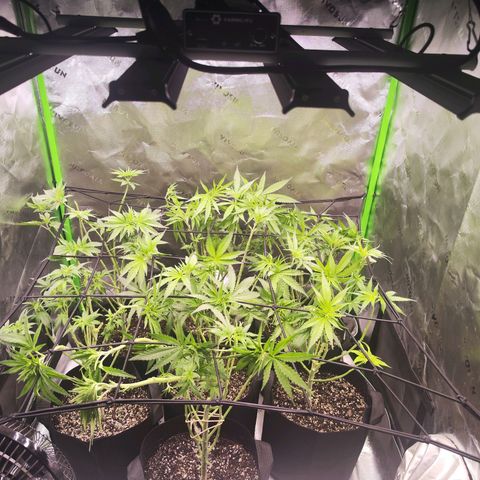 Black Domina growlog timeline photo