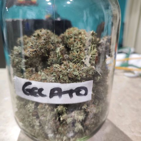 Gelato Kush growlog timeline photo