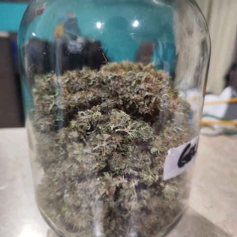 Gelato Kush growlog timeline photo