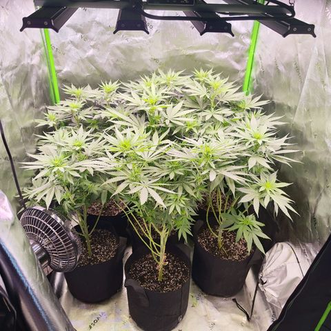 Black Domina growlog timeline photo
