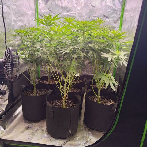 Black Domina growlog timeline photo