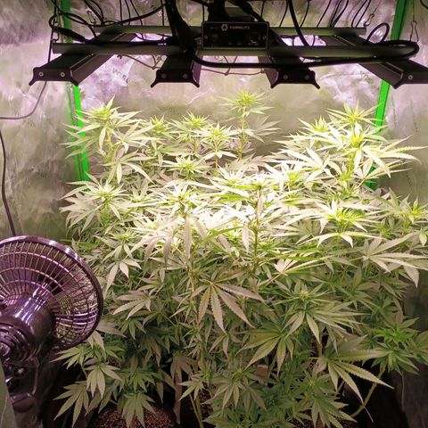 Black Domina growlog timeline photo