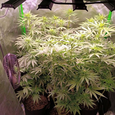 Black Domina growlog timeline photo