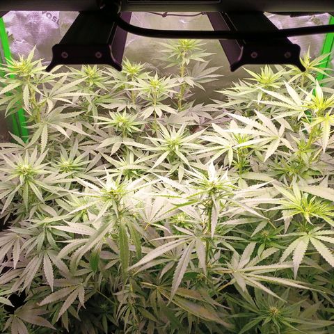 Black Domina growlog timeline photo