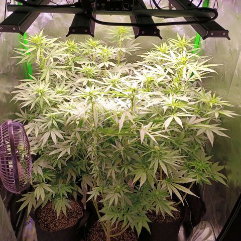Black Domina growlog timeline photo