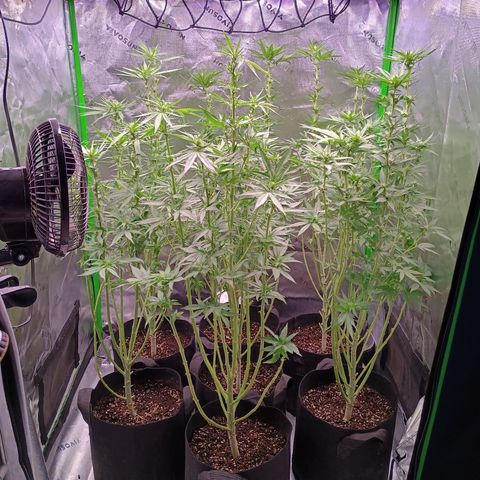 Black Domina growlog timeline photo