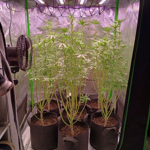 Black Domina growlog timeline photo