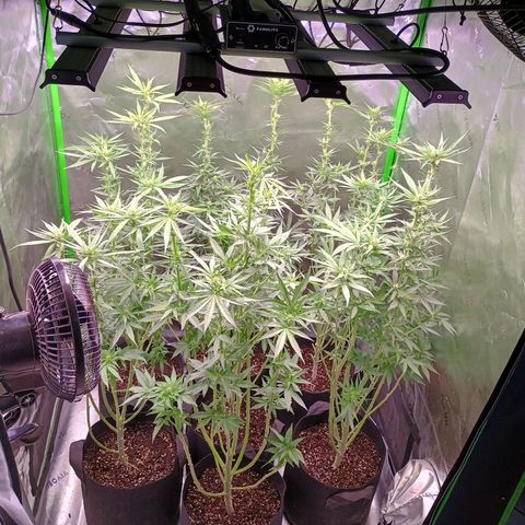Black Domina growlog timeline photo