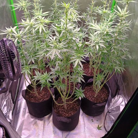 Black Domina growlog timeline photo