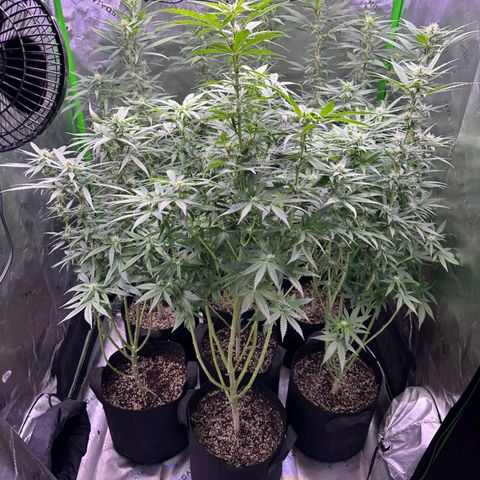 Black Domina growlog timeline photo