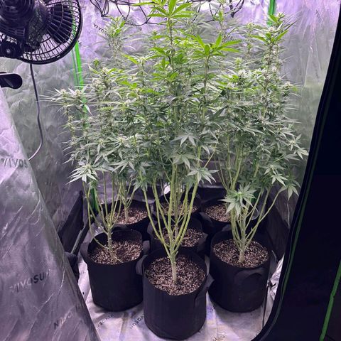 Black Domina growlog timeline photo