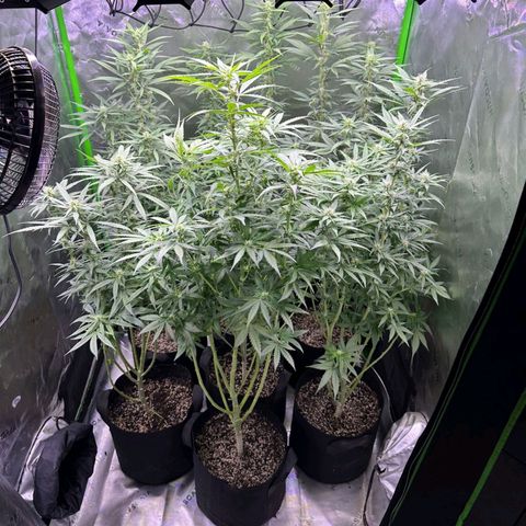 Black Domina growlog timeline photo