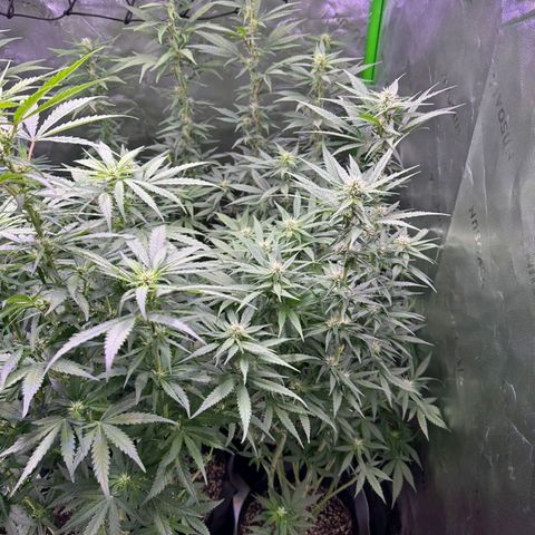 Black Domina growlog timeline photo