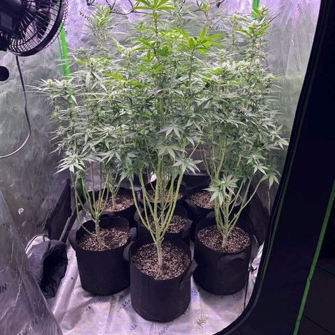 Black Domina growlog timeline photo