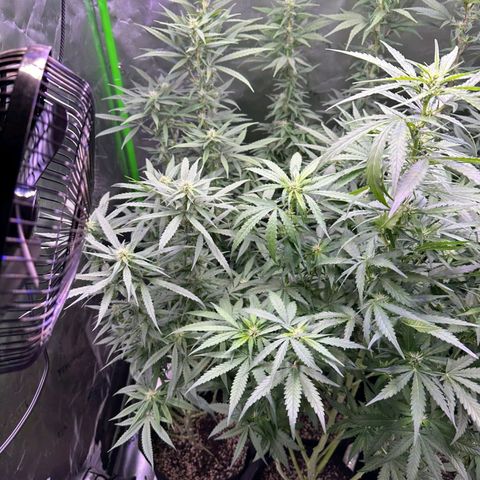 Black Domina growlog timeline photo