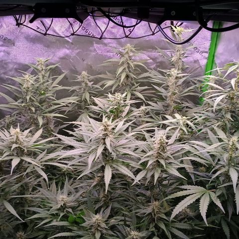 Black Domina growlog timeline photo
