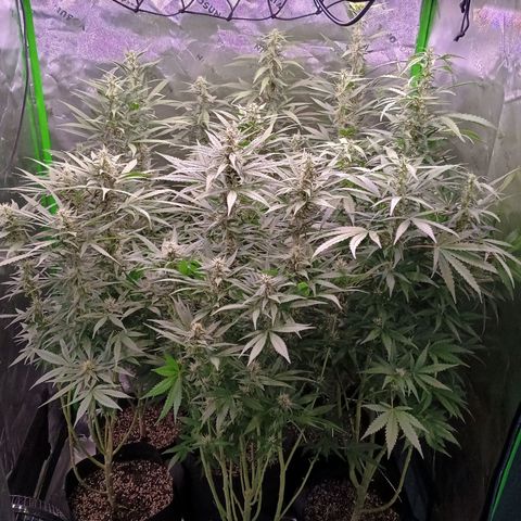 Black Domina growlog timeline photo