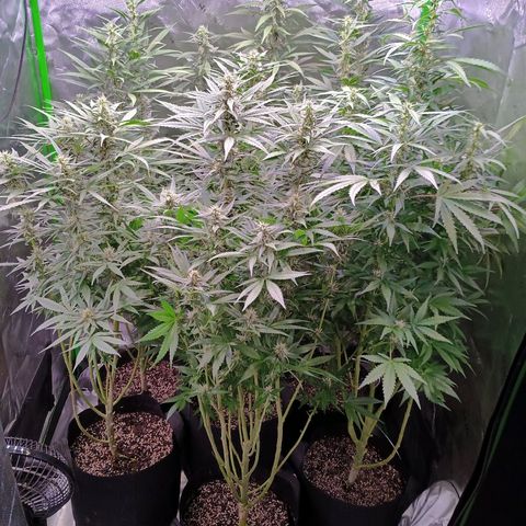 Black Domina growlog timeline photo