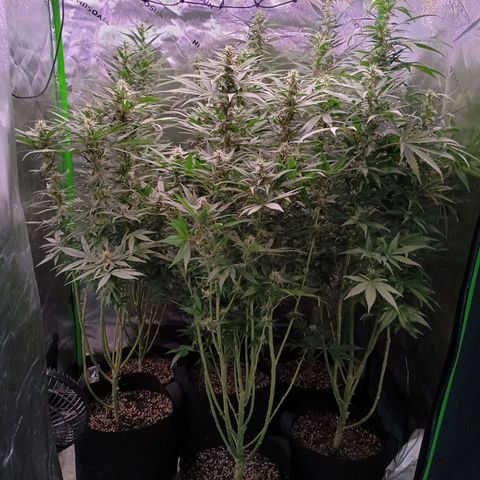 Black Domina growlog timeline photo