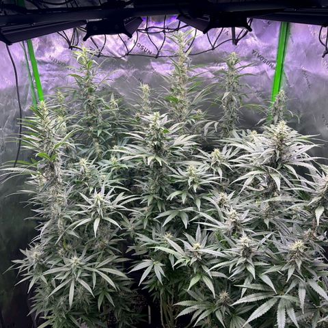Black Domina growlog timeline photo