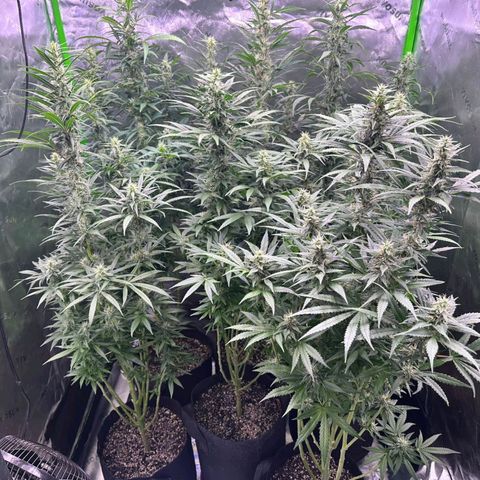 Black Domina growlog timeline photo