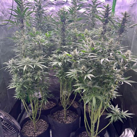 Black Domina growlog timeline photo