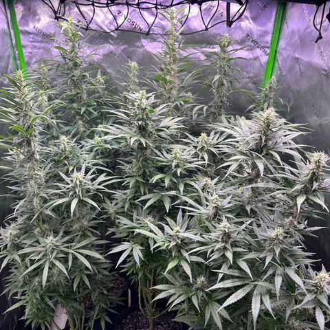 Black Domina growlog timeline photo