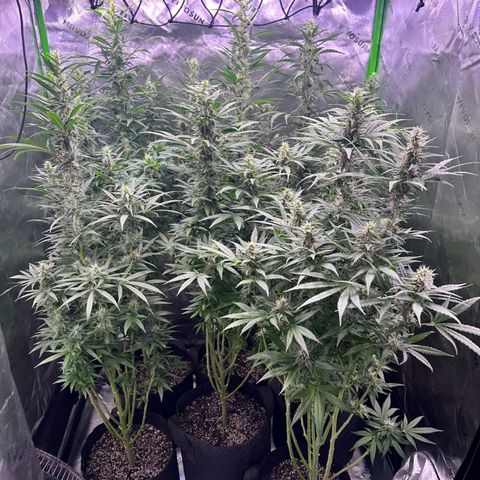 Black Domina growlog timeline photo