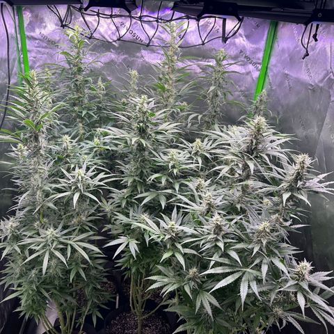 Black Domina growlog timeline photo
