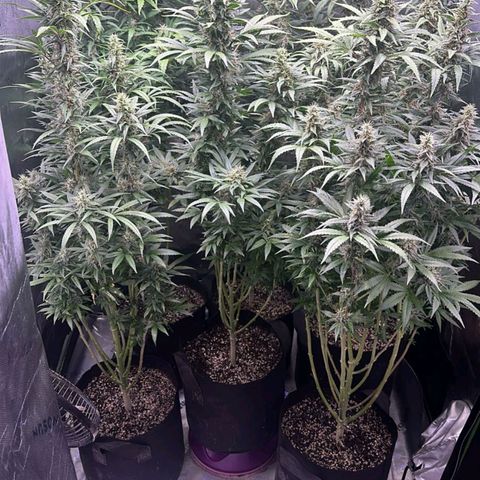 Black Domina growlog timeline photo