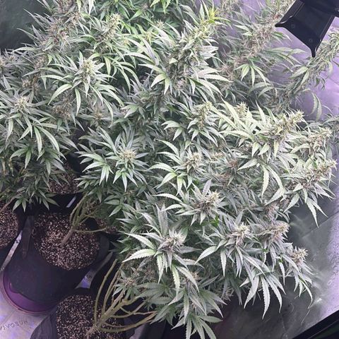 Black Domina growlog timeline photo