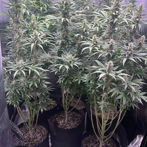 Black Domina growlog timeline photo