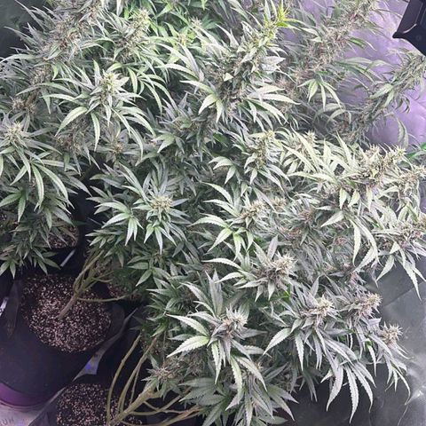 Black Domina growlog timeline photo