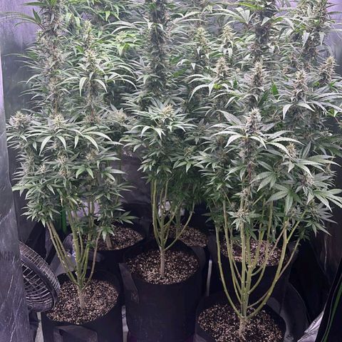 Black Domina growlog timeline photo
