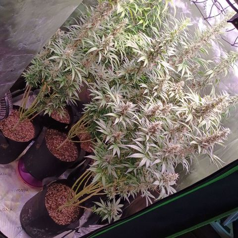 Black Domina growlog timeline photo