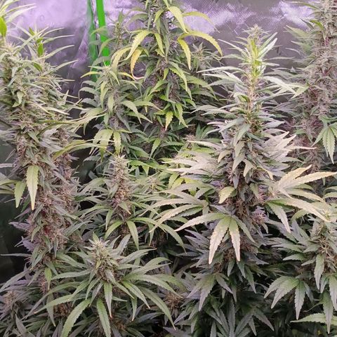 Black Domina growlog timeline photo