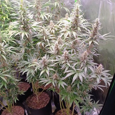 Black Domina growlog timeline photo