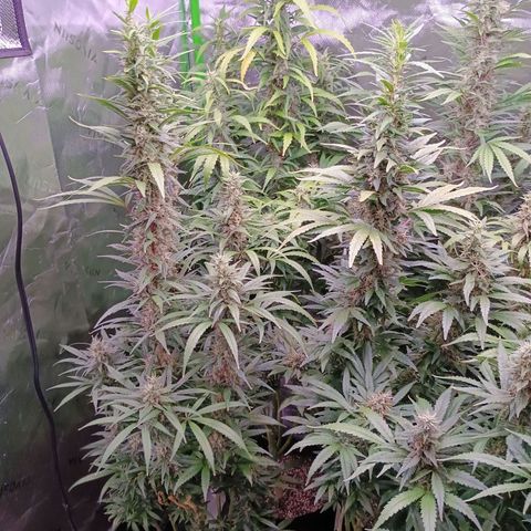 Black Domina growlog timeline photo