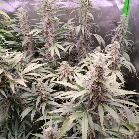 Black Domina growlog timeline photo