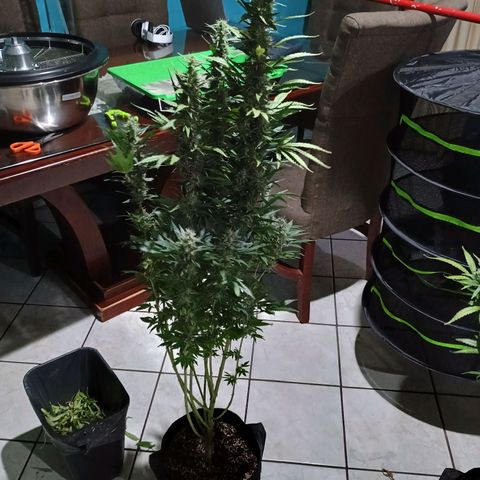 Black Domina growlog timeline photo