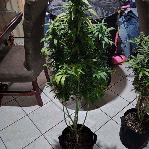 Black Domina growlog timeline photo